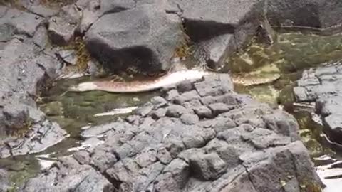 Eal Climbing Rocks to Chase Crab,Very Rare Video