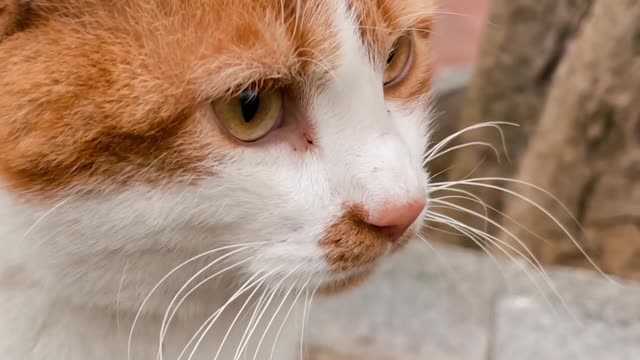 cat confuse.Cats can understand what to do and where to go