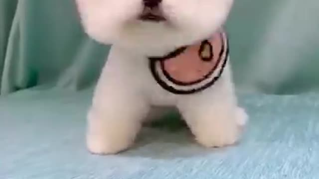 Cute dog dancing with their owner