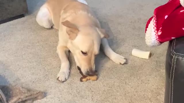 Puppy snack