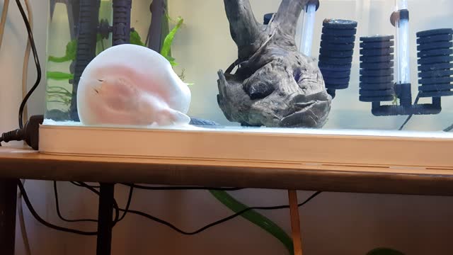 Freshwater stingray eating a live shrimp