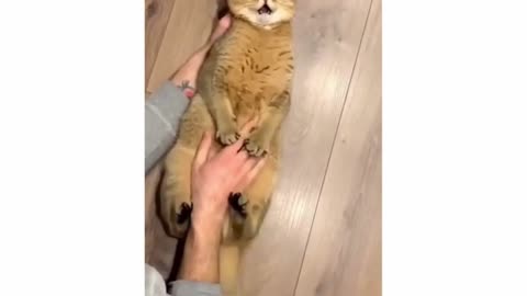 Cats compilation - Don't try to hold back Laughter