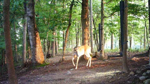 The Woods - 07/23/2021
