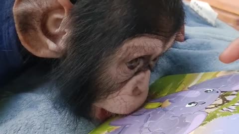 Little chimp doing a puzzle