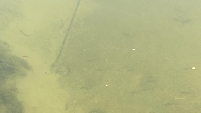 Minnows of the Humber River 20