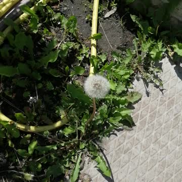 Very beautiful dandelion.