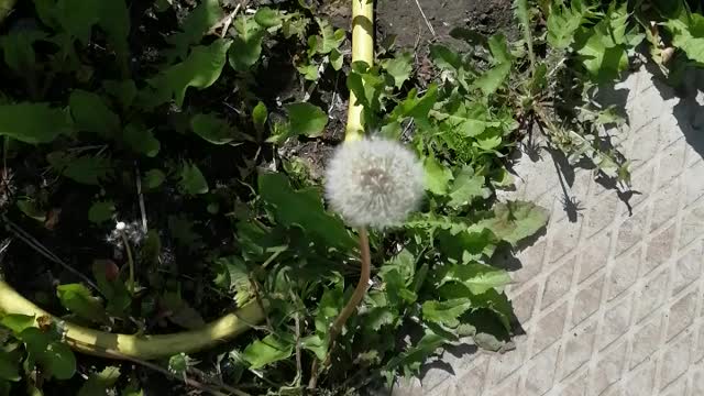 Very beautiful dandelion.