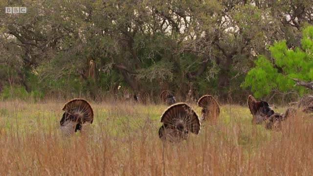 The Best Wingmen in the World | The Mating Game | BBC Earth