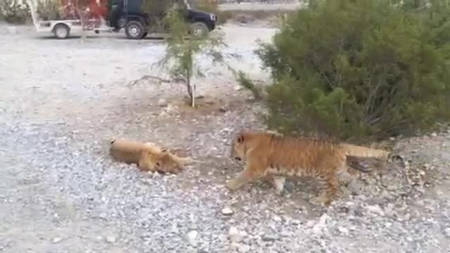 2 liger sisters learning how to rumble :)