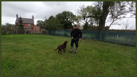 ABANDONED LABRADOR NIGHTMARE ON LEAD