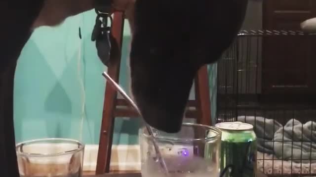 Dog Drinking from a glass of water when his Owner wasnt Looking