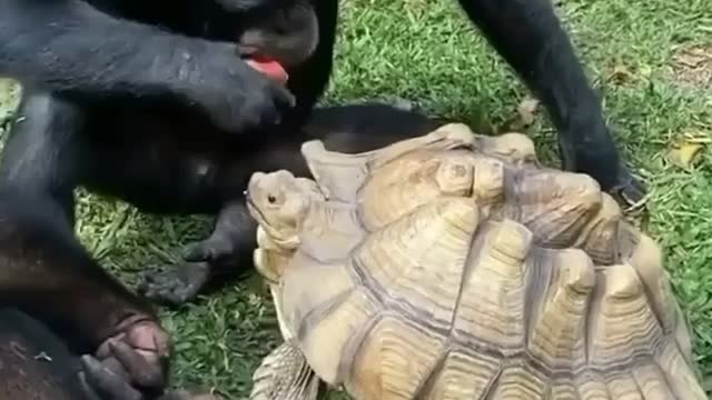Sharing is Caring, Gorilla Feeding Turtle