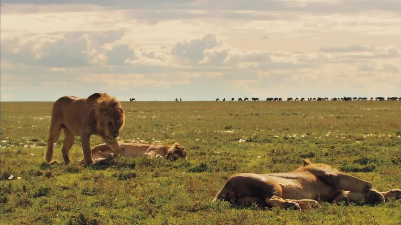 Couple lions in the forest