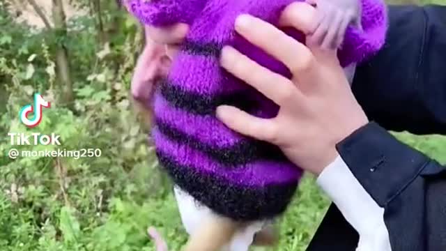 Solo quiere estar con su dueña