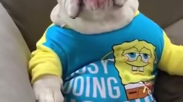 Funny And Cute Dog From TikTok- Try Not To Laugh