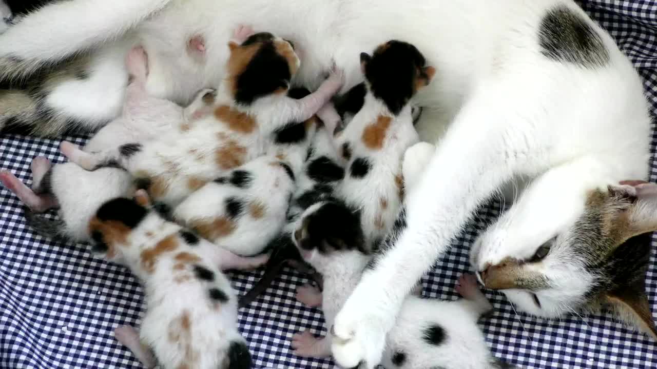 newborn-kittens-feeding-on-mother