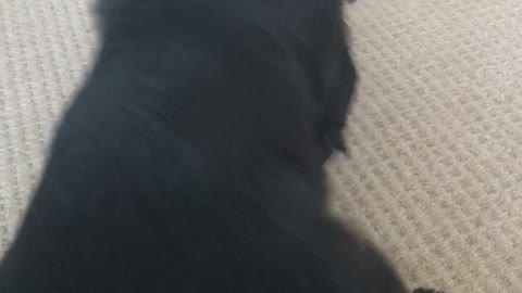 A black dog looks over at his owner when he says bye