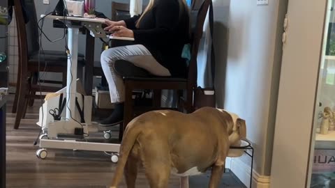 A dog drinking water between a serious meeting.