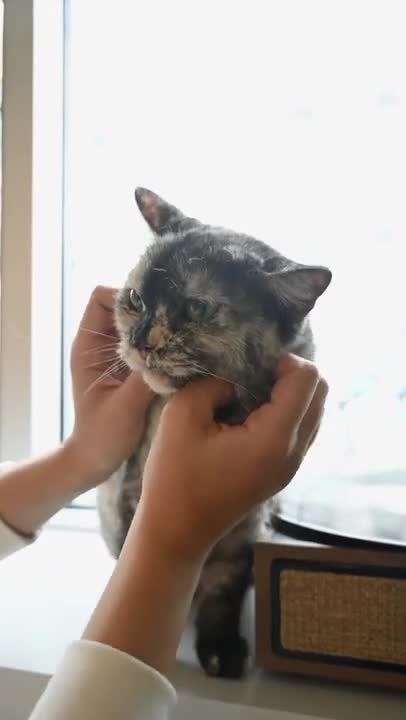 Person Cuddling Her Cat