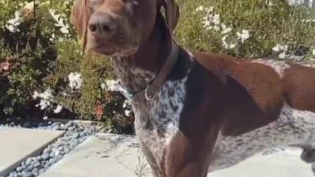 Let's play Firetruck