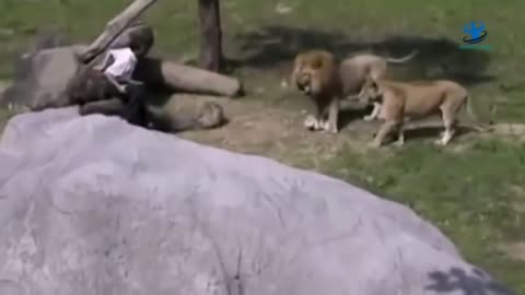 Lion, Tiger Attacks To Humans Caught On Camera