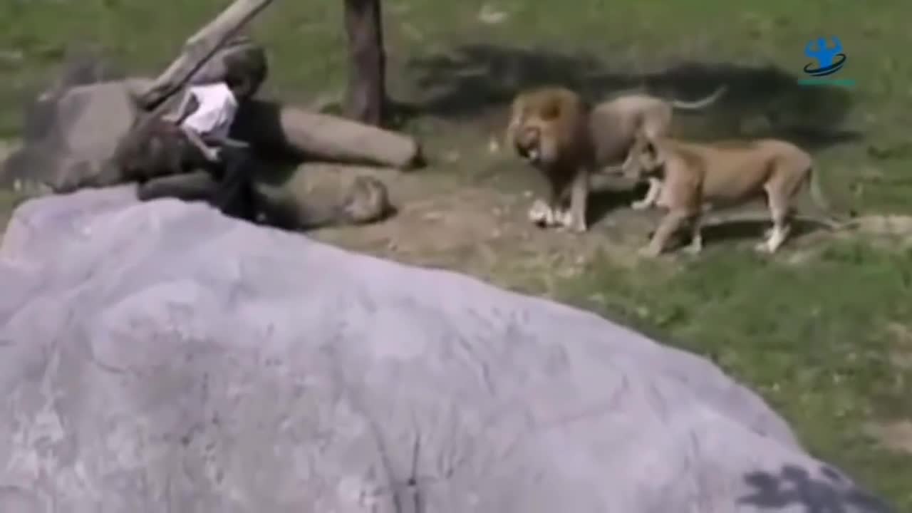 Lion, Tiger Attacks To Humans Caught On Camera