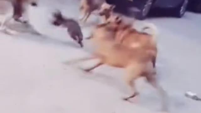 Cat fight with dogs