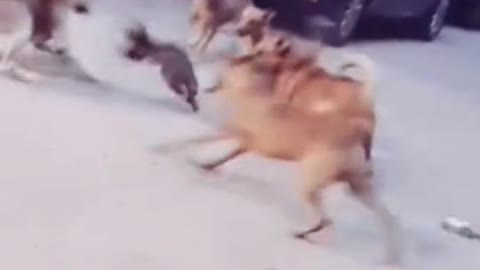 Cat fight with dogs