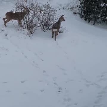 Friendly baby deer visit woman's backyard