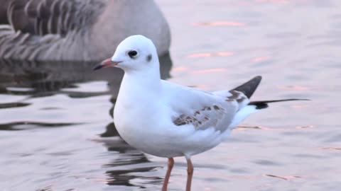 Close-up Of A Bird Wading On Shallow Waters Close To A Gray Swan