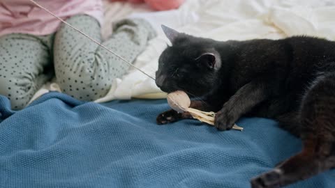 Kitten goes on the naughty list for destroying Christmas tree