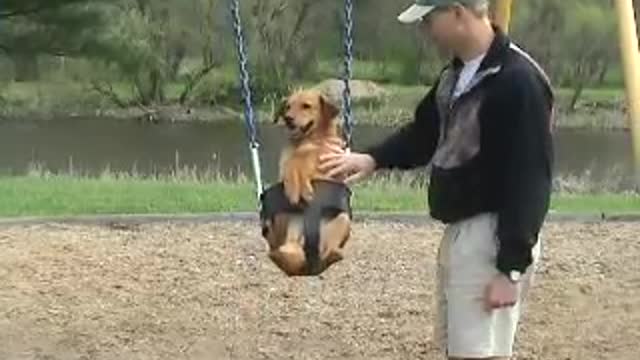 Dog in swing - dog on swing