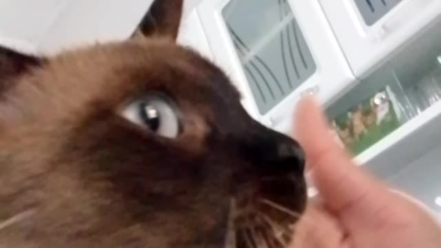 Meu manhoso lindo