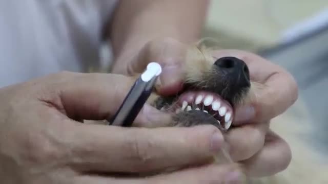 How to age a puppy. Teeth of a 5.5-month-old puppy