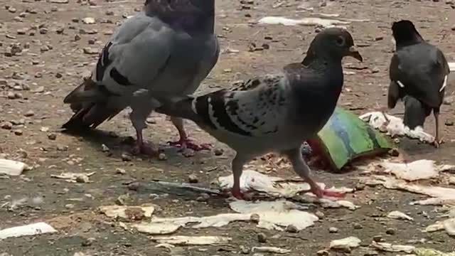 A group of lovely pigeons