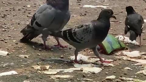 A group of lovely pigeons