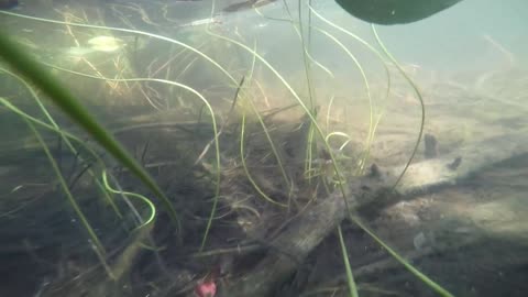 School of Fish