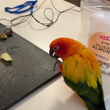 Sneaky parrot gets inside a bag to steal some almonds