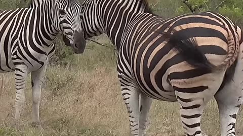 zebra video