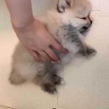 Little Fluffy with deep sleep having a nightmare