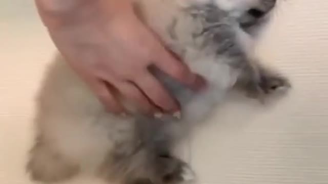 Little Fluffy with deep sleep having a nightmare