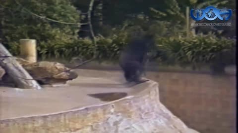 RAWSTYLE ANIMALS