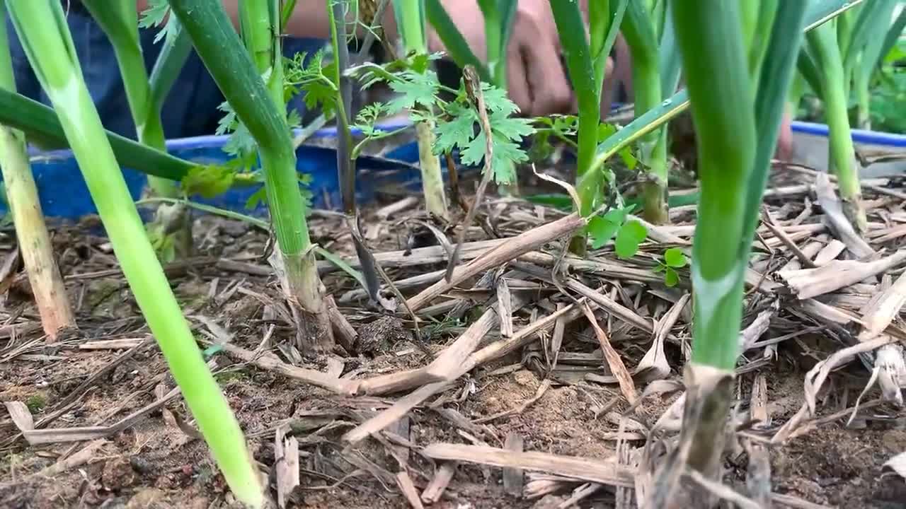 How to Grow Garlic and Harvest Bulbs at Home