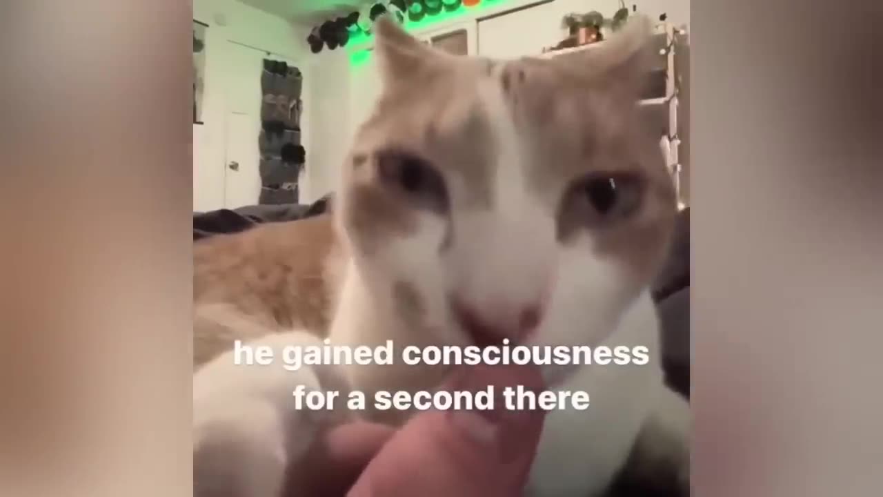 Try Not To Laugh New Funny Cats And Dog Video - MeowFunny Part 15