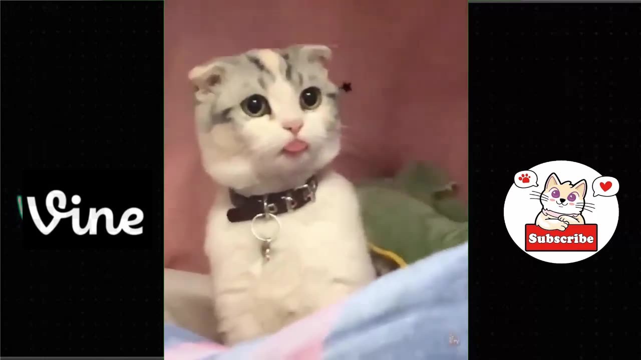 Funniest Cats And Dogs Videos