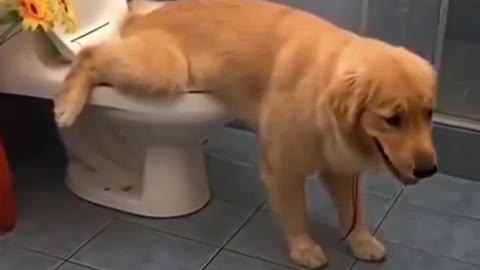 Well mannered dog