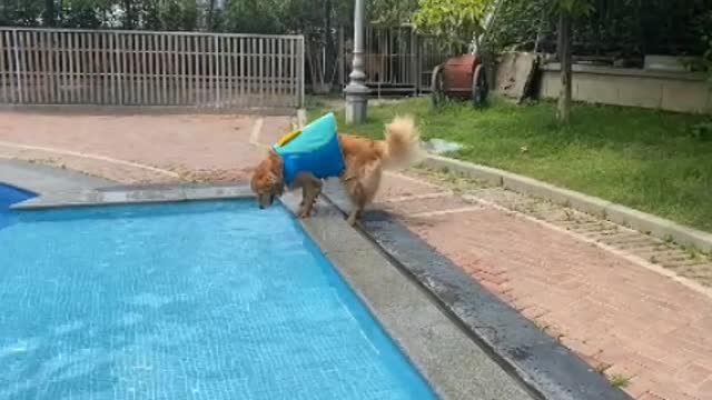 Puppy: Silly, I don't have to go to work