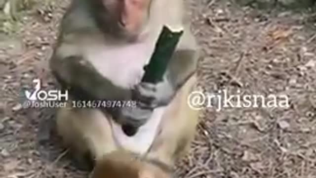 Funny video monkey