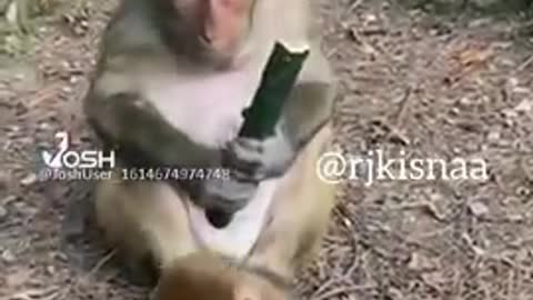 Funny video monkey