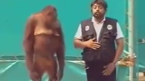 Orangutan slaps man during live show